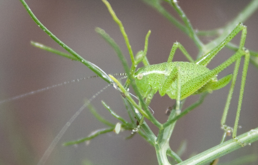 Neanide di Leptophyes sp.